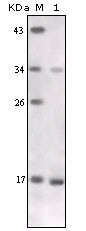 NBP1-47409 - Tumor necrosis factor (TNF-alpha)
