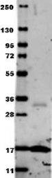 NB600-587 - Tumor necrosis factor (TNF-alpha)