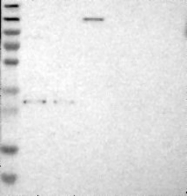 NBP1-88930 - TNFAIP1 / EDP1