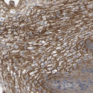 NBP1-82755 - TNFSF15