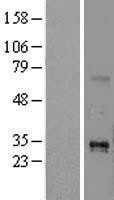 NBL1-17167 - TNFSF15 Lysate