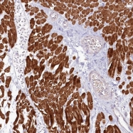 NBP1-89306 - TNIP1