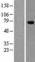 NBL1-17172 - TNIP1 Lysate