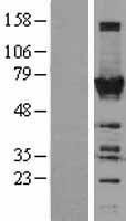 NBL1-17187 - TOE1 Lysate