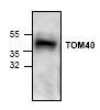 NBP1-45908 - TOMM40