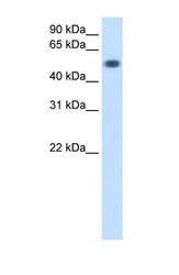 NBP1-58033 - Torsin-3A (TOR3A)
