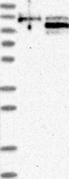 NBP1-88432 - TOX4