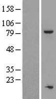 NBL1-17202 - TOX4 Lysate