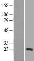 NBL1-17204 - TP53I11 Lysate