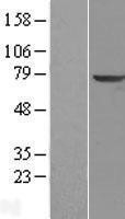 NBL1-17223 - TPP1 Lysate