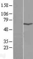 NBL1-17235 - TPTE Lysate