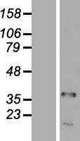 NBL1-17237 - TRA2A Lysate