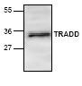 NBP1-45912 - TRADD