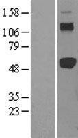 NBL1-17240 - TRAF2 Lysate