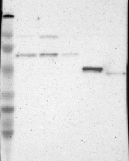 NBP1-86639 - TRAF3 / CRAF1