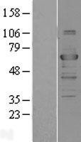NBL1-17241 - TRAF3 Lysate