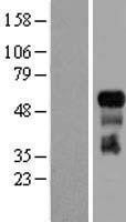 NBL1-17242 - TRAF3 Lysate