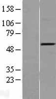 NBL1-17244 - TRAF4 Lysate