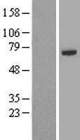 NBL1-17245 - TRAF5 Lysate