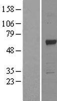 NBL1-17246 - TRAF6 Lysate