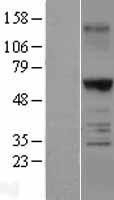 NBL1-17247 - TRAF6 Lysate