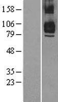 NBL1-17248 - TRAF7 Lysate