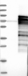 NBP1-81874 - TRAFD1 / FLN29