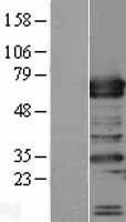NBL1-17249 - TRAFD1 Lysate