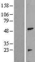 NBL1-17250 - TRAIP Lysate