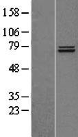 NBL1-17255 - TRAP1 Lysate