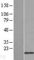 NBL1-17256 - TRAPPC1 Lysate
