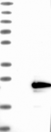 NBP1-88664 - TRAPPC3