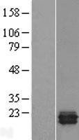 NBL1-17258 - TRAPPC3 Lysate