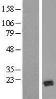 NBL1-17260 - TRAPPC6A Lysate