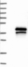 NBP1-84234 - TREML1