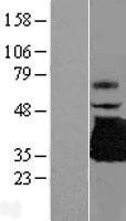 NBL1-17265 - TREML1 Lysate