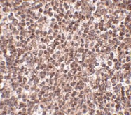 NBP1-76977 - TREX1