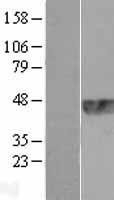 NBL1-17271 - TRIB1 Lysate