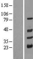 NBL1-17274 - TRIM10 Lysate