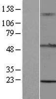 NBL1-17278 - TRIM15 Lysate