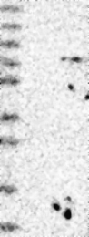 NBP1-83910 - TRIM26 / RNF95