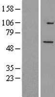 NBL1-17286 - TRIM26 Lysate