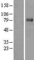 NBL1-17290 - TRIM3 Lysate