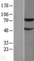 NBL1-17291 - TRIM31 Lysate