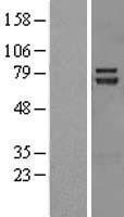 NBL1-17292 - TRIM32 Lysate