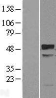 NBL1-17294 - TRIM38 Lysate