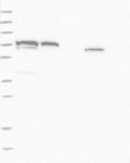 NBP1-83459 - TRIM42