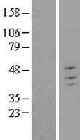 NBL1-17298 - TRIM43 Lysate