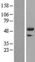 NBL1-17299 - TRIM44 Lysate