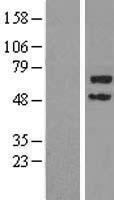 NBL1-17300 - TRIM45 Lysate